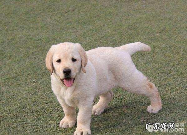 拉布拉多犬怎么训练?拉布拉多犬训练法
