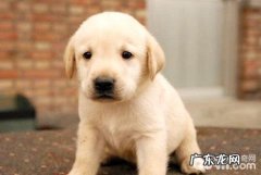 拉布拉多犬怎么训练？拉布拉多犬训练法