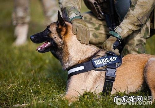 如何能够让小狗习惯性牵引带？