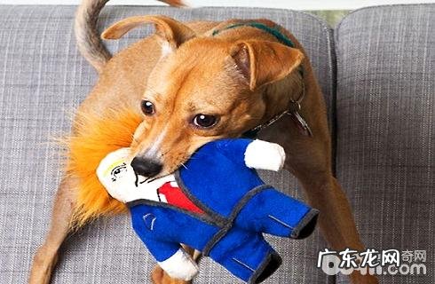 和狗玩耍的常见问题