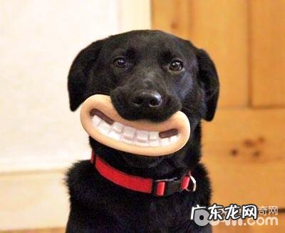 和狗玩耍的常见问题