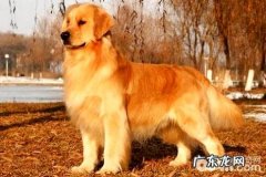 金毛狗狗怎么训练？金毛训练方式详细介绍