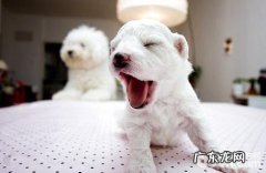 怎样塑造小狗优良的生活方式？