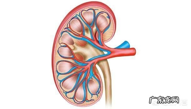 每天排尿量多少代表肾脏正常？尿多或尿少代表肾脏出现问题了吗？