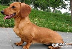 小狗坐着怎么训练？小狗坐着训练法