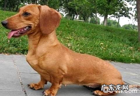 小狗坐着怎么训练?小狗坐着训练法