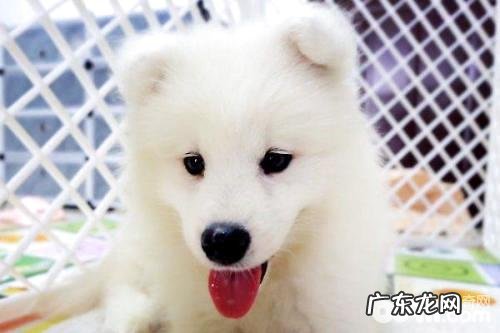 小狗坐着怎么训练?小狗坐着训练法