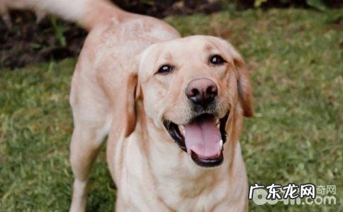 小狗可以用耳朵里面去表述心态吗?