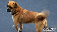 狗狗的尾巴要表达什么心态？