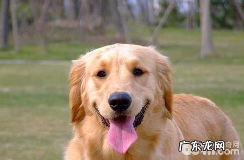 狗狗的尾巴要表达什么心态?