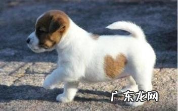 狗狗的尾巴要表达什么心态?