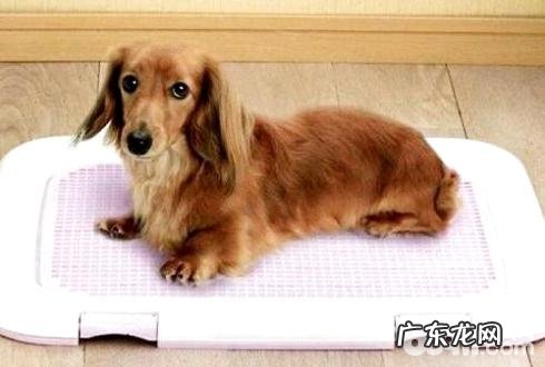 小狗犯错误该怎么办 小狗犯错误怎么训练