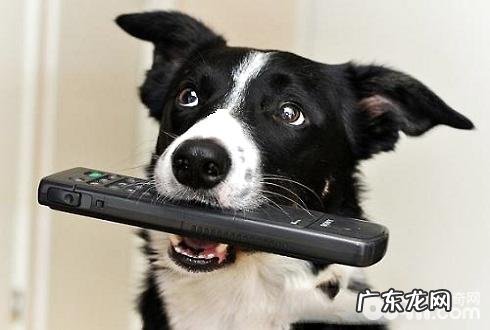 小狗衔物怎么训练?小狗衔物训炼方法