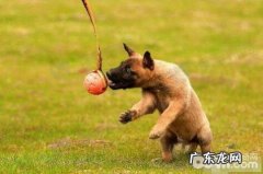 小狗衔物怎么训练？小狗衔物训炼方法