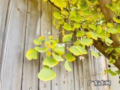 描写秋天银杏树叶的优美句子 【抖音文案】写秋天银杏树叶的优美句子