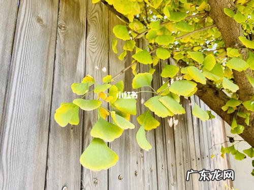 描写秋天银杏树叶的优美句子 【抖音文案】写秋天银杏树叶的优美句子