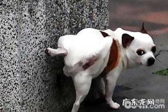 小狗房间内上厕所该怎么办？小狗房间内上厕所训炼的方式