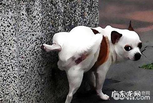 小狗房间内上厕所该怎么办？小狗房间内上厕所训炼的方式