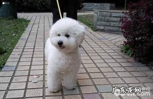 小狗上厕所怎么训练 小狗上厕所训练法