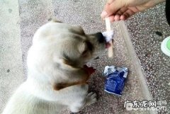 如何训练小狗不要吃他人给的物品