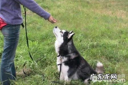 如何训练小狗不要吃他人给的物品