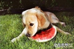 小狗随便吃他人给的物品该怎么办 小狗随便吃他人给的物品怎么训练