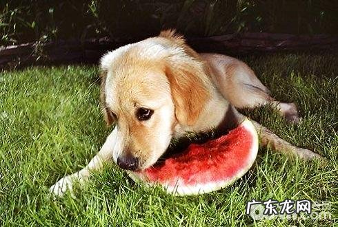 小狗随便吃他人给的物品该怎么办 小狗随便吃他人给的物品怎么训练