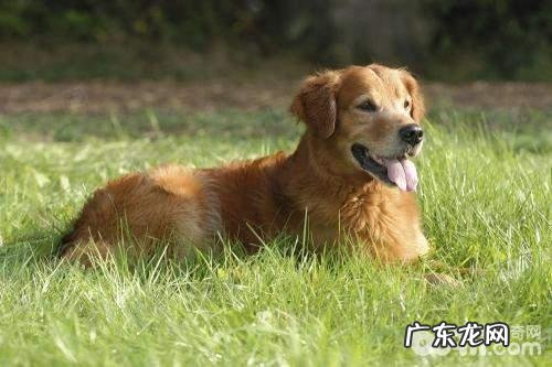 小狗随便吃他人给的物品该怎么办 小狗随便吃他人给的物品怎么训练