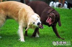 狗会嫉妒和争风吃醋吗？