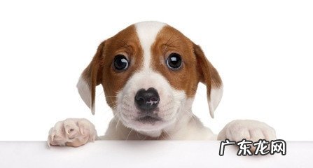 怎样训练小狗能听得懂自身的姓名?