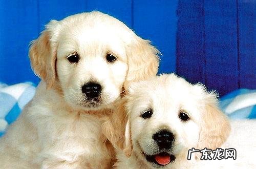 怎样训练小狗能听得懂自身的姓名?