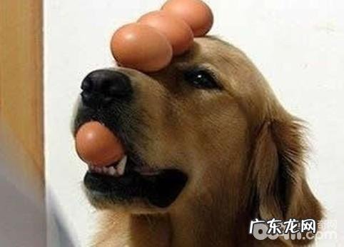 训练小狗以前不能不知道的事宜