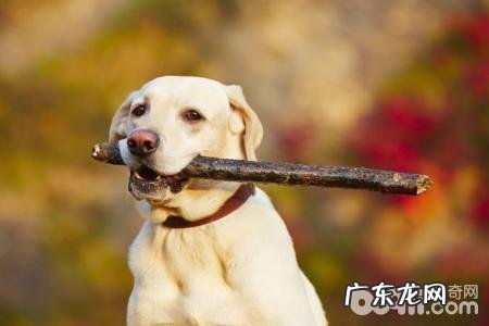 训练小狗以前不能不知道的事宜