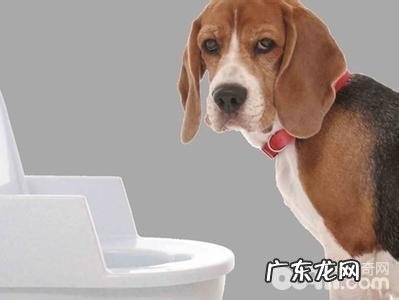 训练小狗指定定时执行大便的常见问题都有哪些?