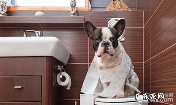 训练小狗指定定时执行大便的常见问题都有哪些?