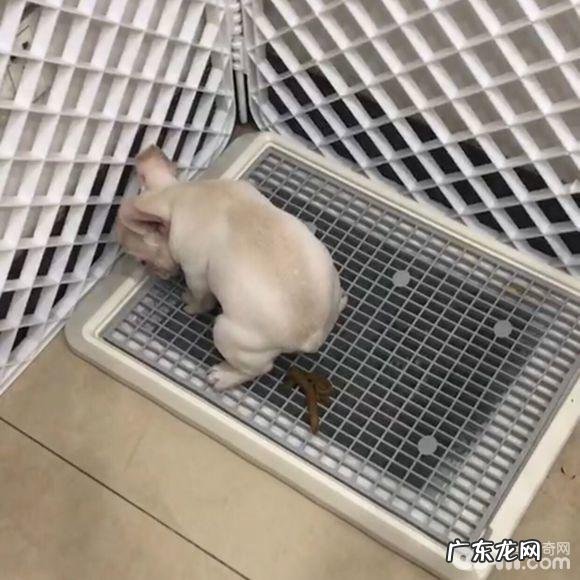 训炼法斗指定上厕所的整个过程