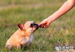 训炼法斗指定上厕所的整个过程