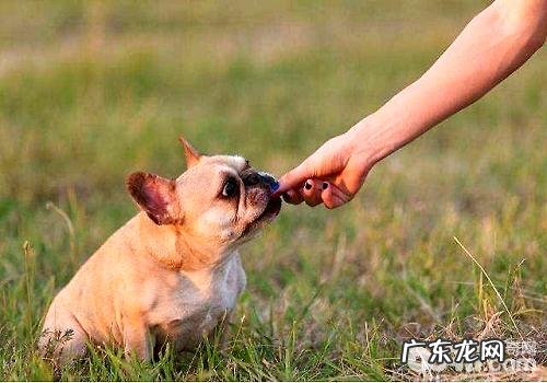 训炼法斗指定上厕所的整个过程