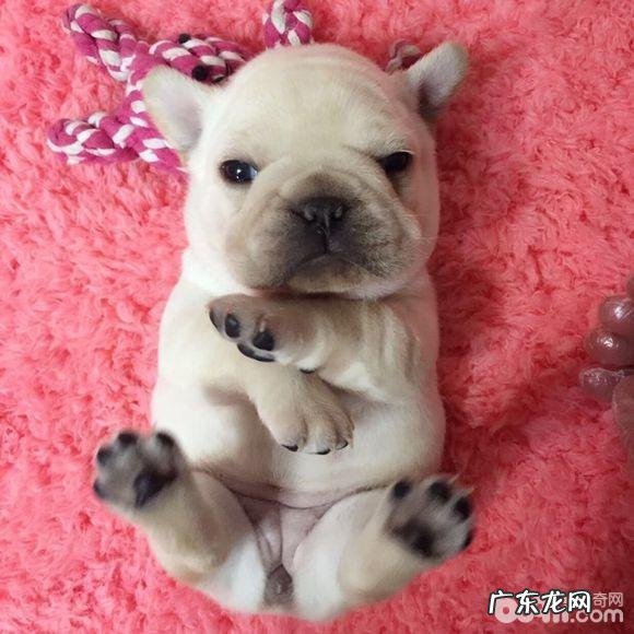 训炼法斗指定上厕所的整个过程