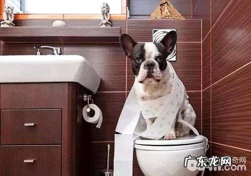 训炼法斗指定上厕所的整个过程