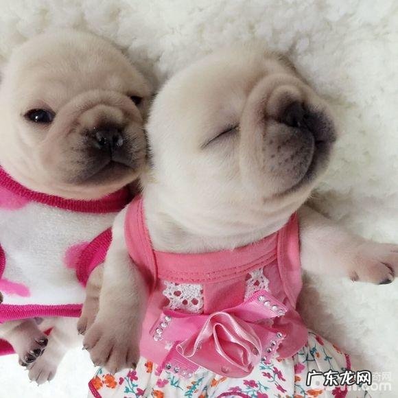 训炼法斗指定上厕所的整个过程