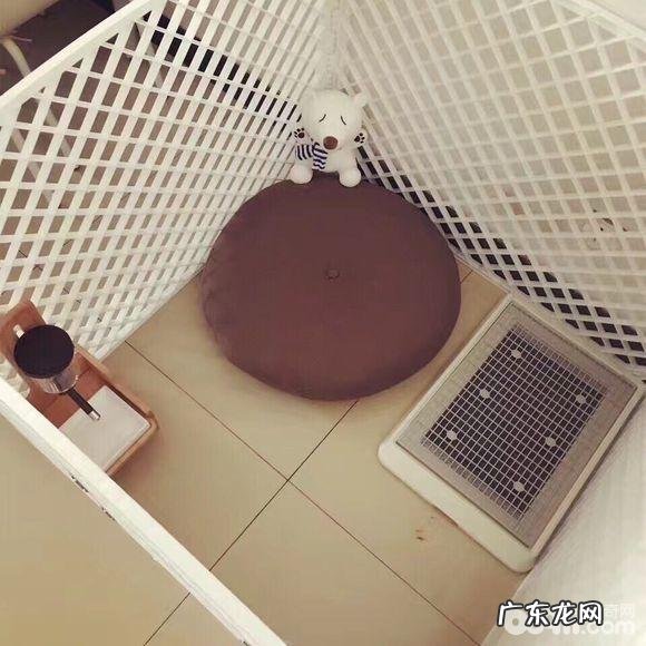 训炼法斗指定上厕所的整个过程