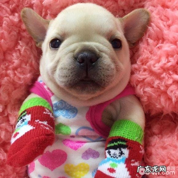 训炼法斗指定上厕所的整个过程