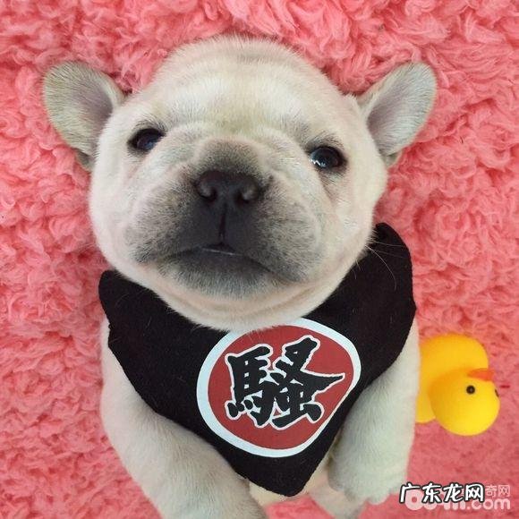 训炼法斗指定上厕所的整个过程