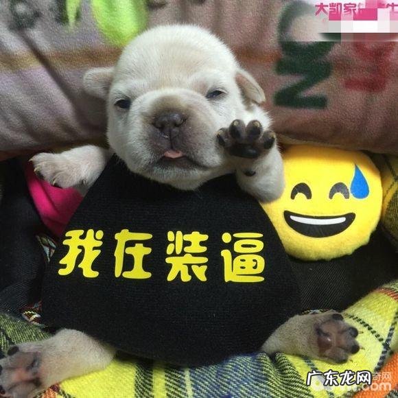 训炼法斗指定上厕所的整个过程