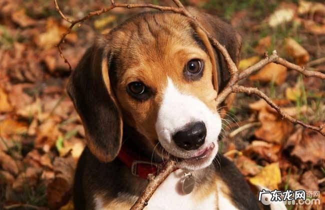 小狗咬人物品该怎么办 怎样改正小狗咬人物品的习惯性