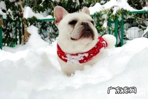 怎样训练小狗拜早年?小狗拜早年训练法