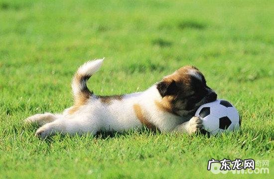 训练狗狗的常见问题都有哪些?