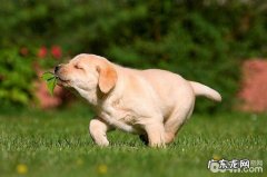 训练狗狗的常见问题都有哪些？