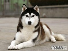 哈士奇拆家该怎么办 哈士奇拆家怎么训练